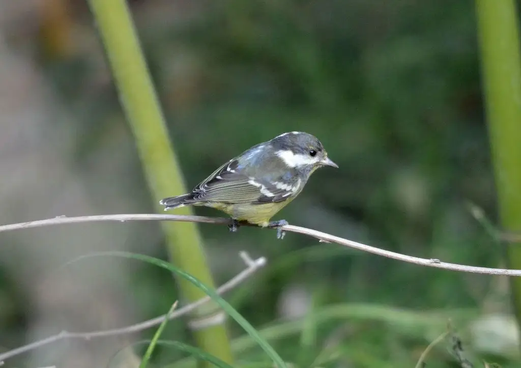 黄腹山雀(Periparus venustulus)