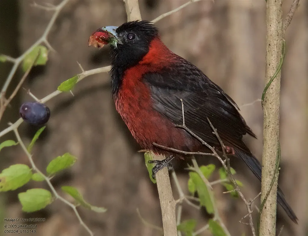 朱领锡嘴雀(Periporphyrus celaeno)