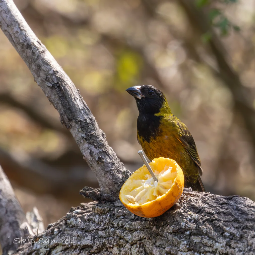 朱领锡嘴雀(Periporphyrus celaeno)