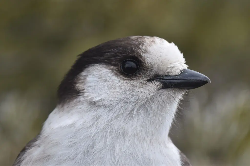 灰噪鸦(Perisoreus canadensis)