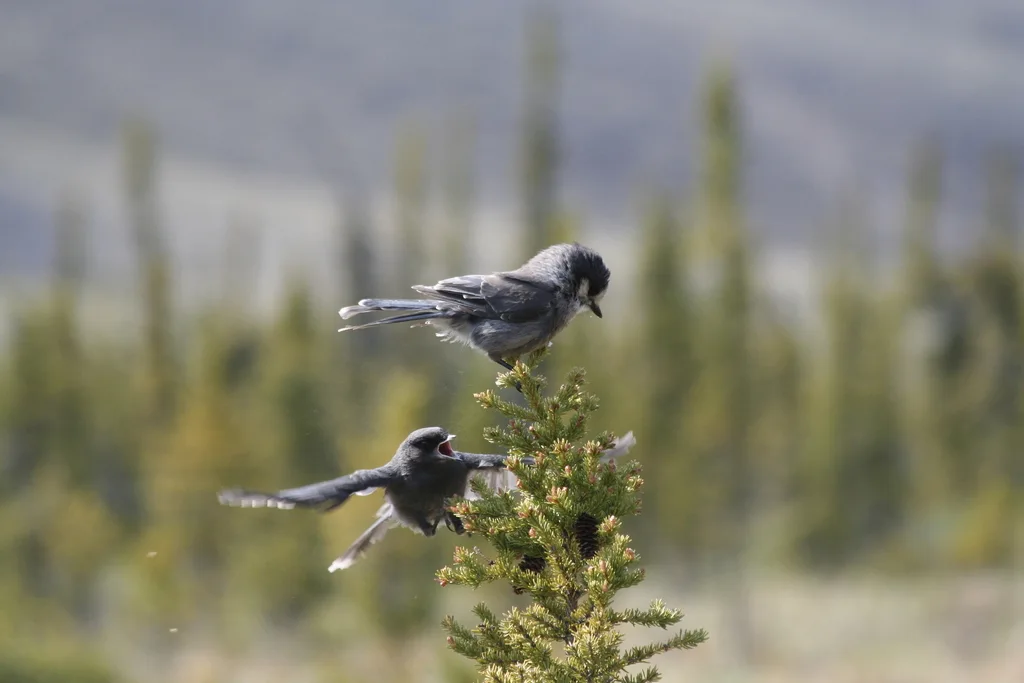 灰噪鸦(Perisoreus canadensis)