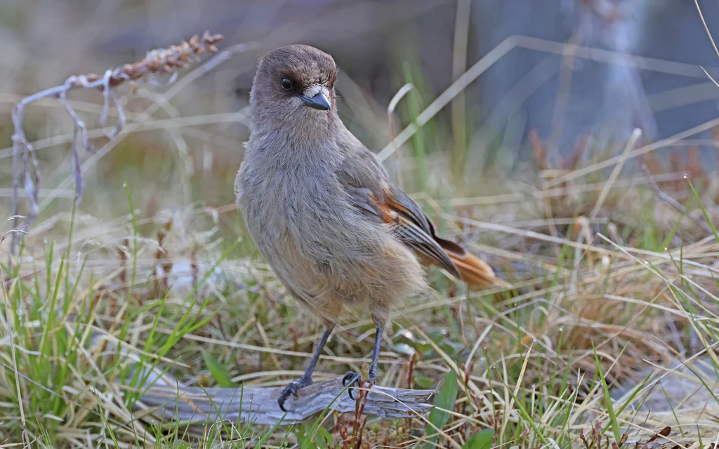 北噪鸦(Perisoreus infaustus)