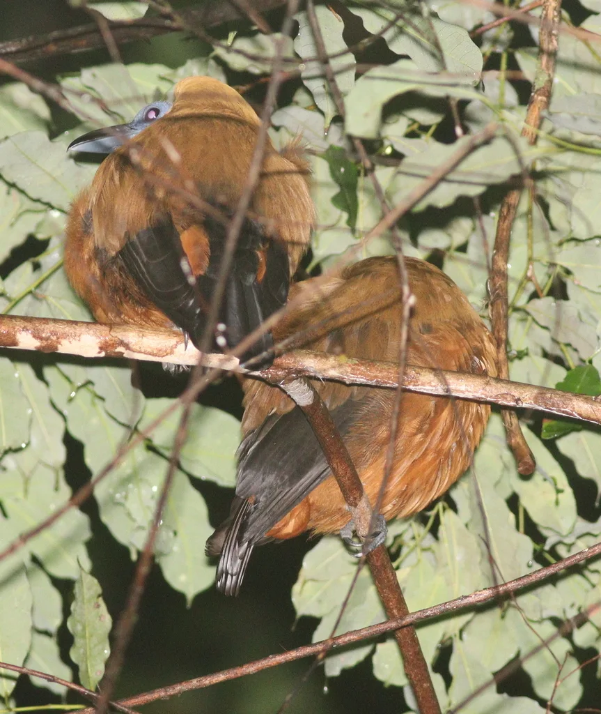 三色伞鸟（Perissocephalus tricolor）