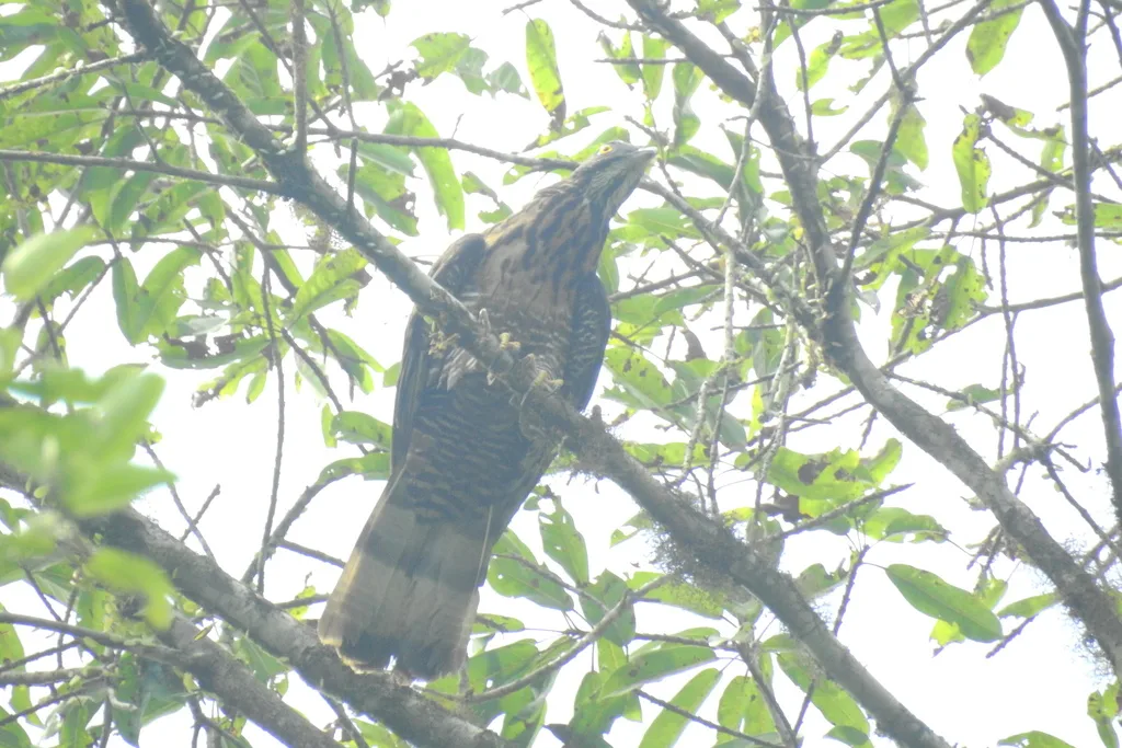 南洋蜂鹰(Pernis celebensis)