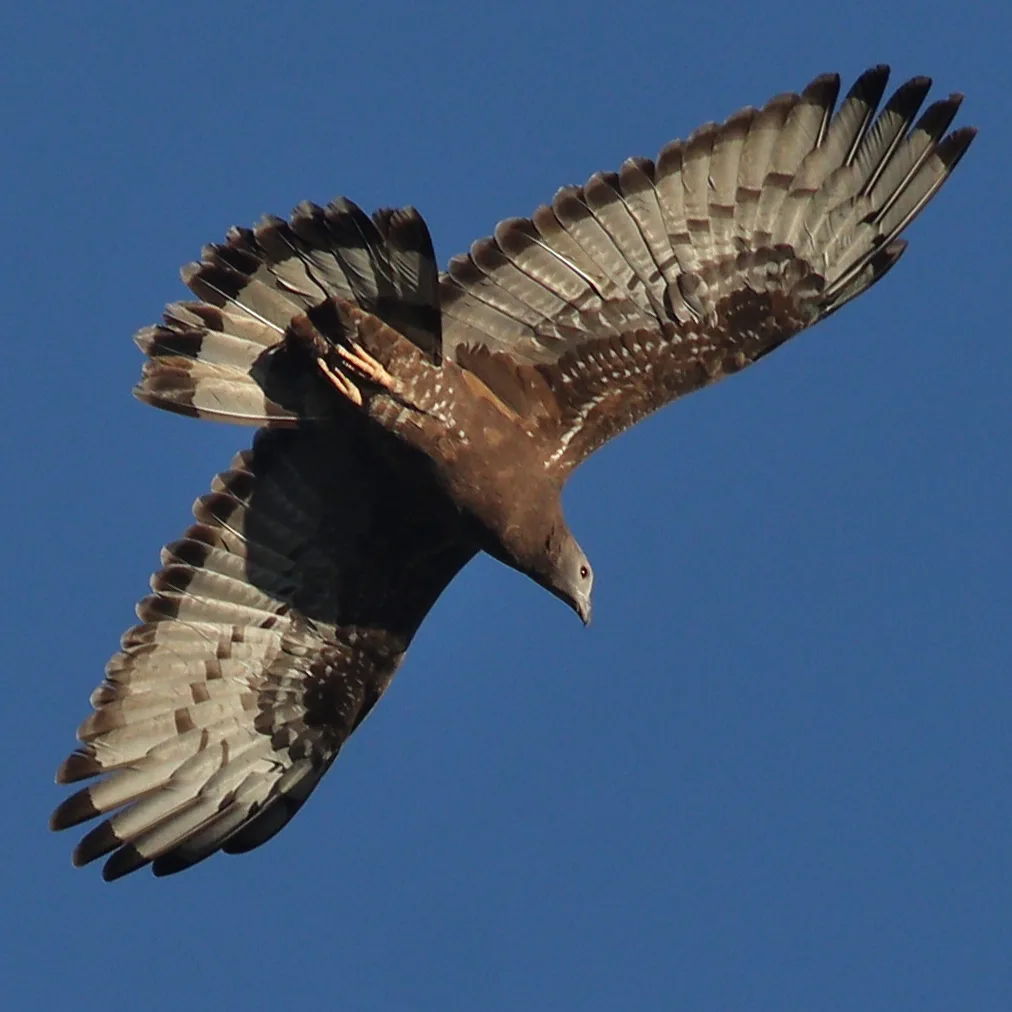 凤头蜂鹰(Pernis ptilorhynchus)