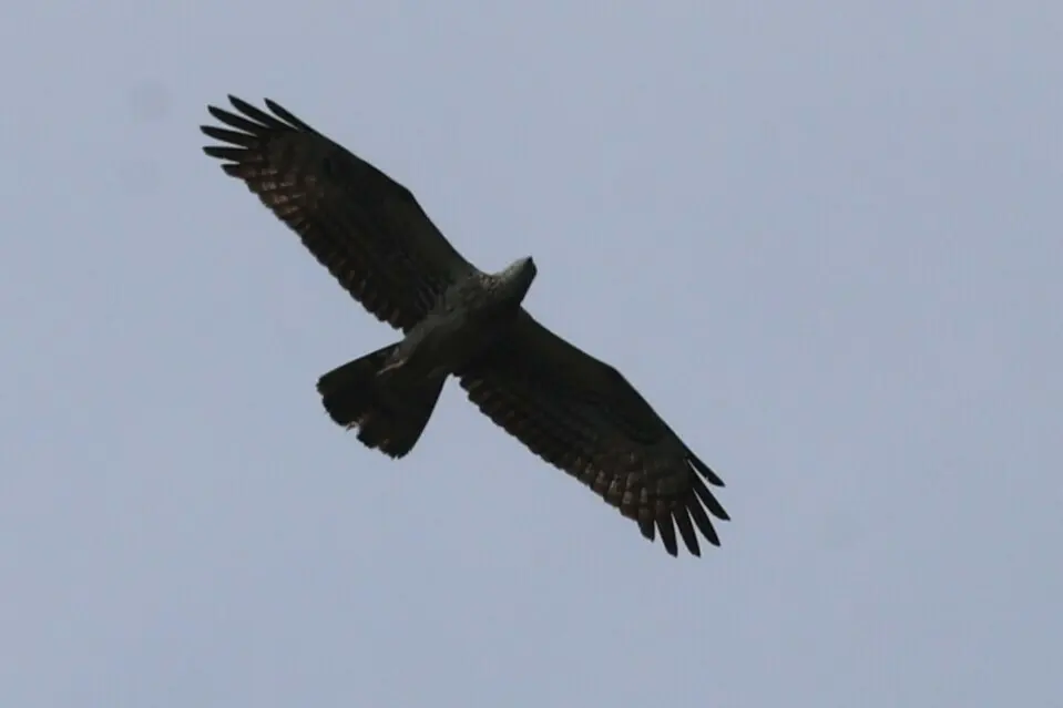 凤头蜂鹰(Pernis ptilorhynchus)