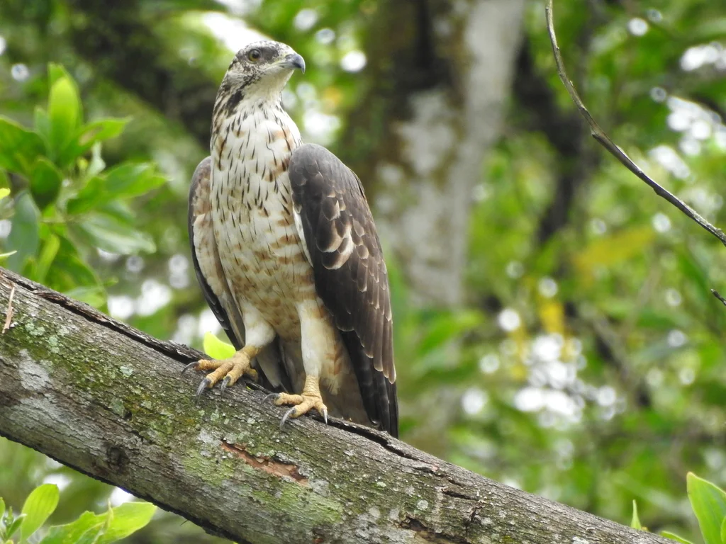 凤头蜂鹰(Pernis ptilorhynchus)