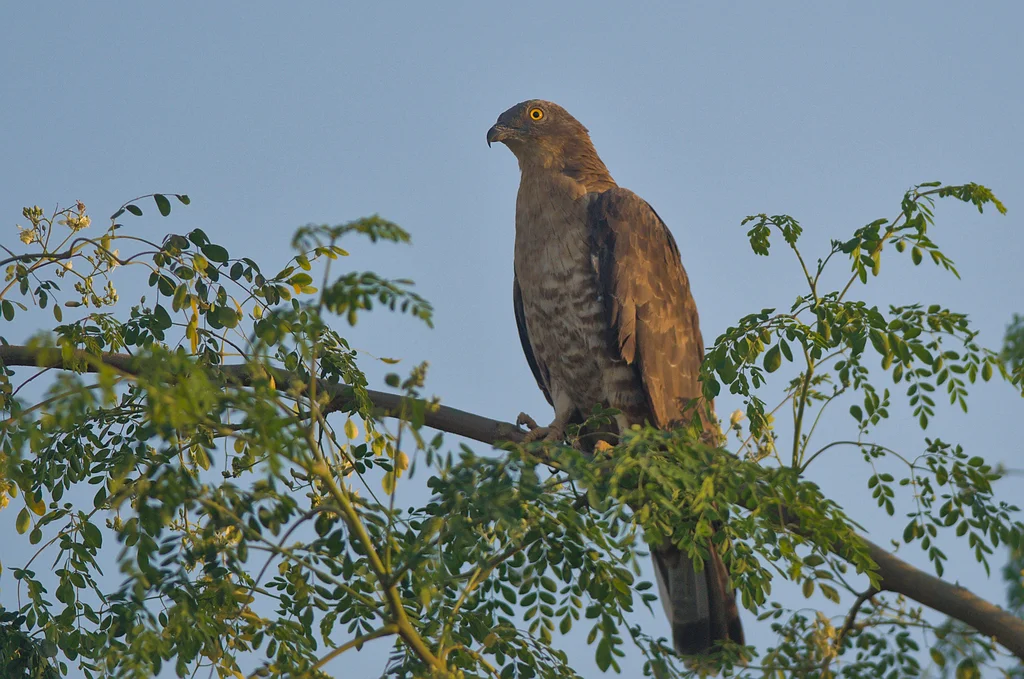 凤头蜂鹰(Pernis ptilorhynchus)