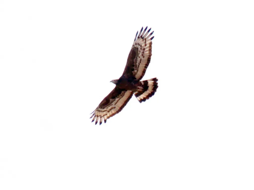 凤头蜂鹰(Pernis ptilorhynchus)