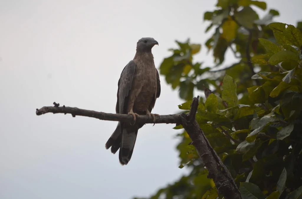 凤头蜂鹰(Pernis ptilorhynchus)
