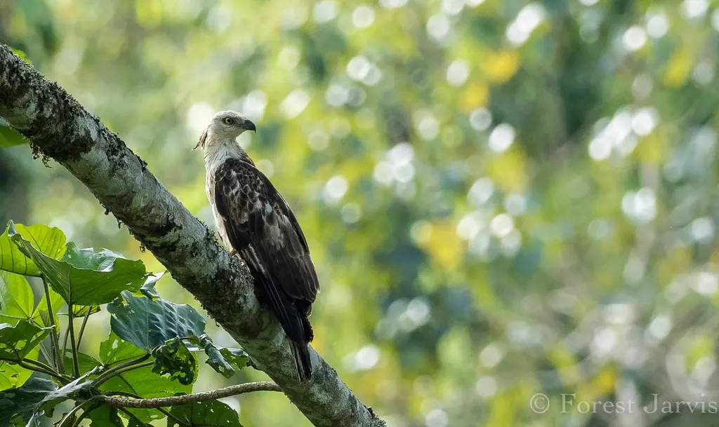菲律宾蜂鹰(Pernis steerei)