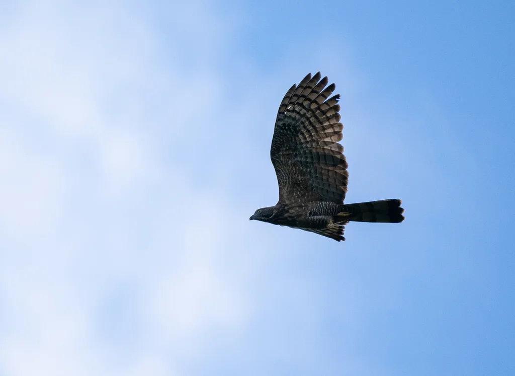 菲律宾蜂鹰(Pernis steerei)
