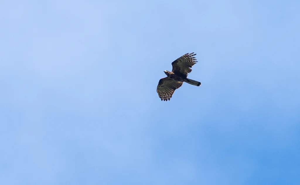 菲律宾蜂鹰(Pernis steerei)