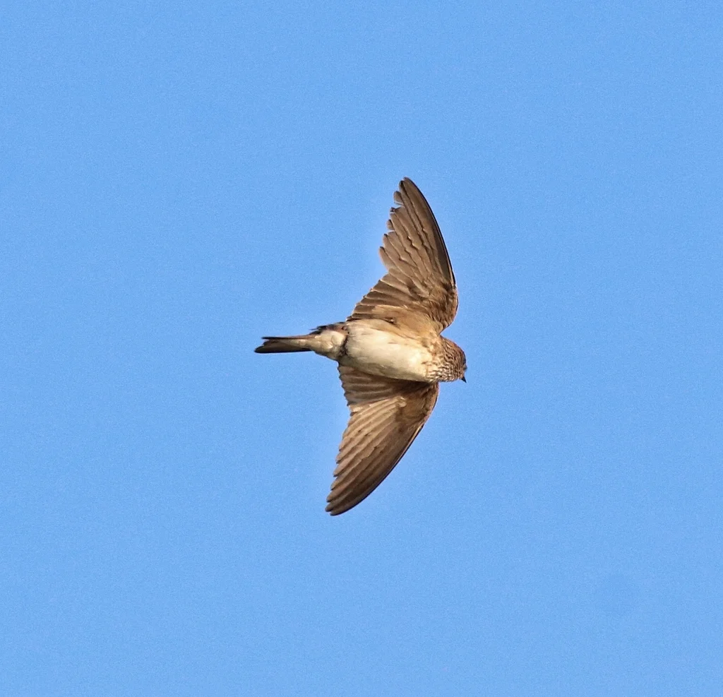 黄额燕(Petrochelidon fluvicola)