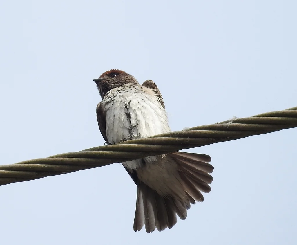黄额燕(Petrochelidon fluvicola)