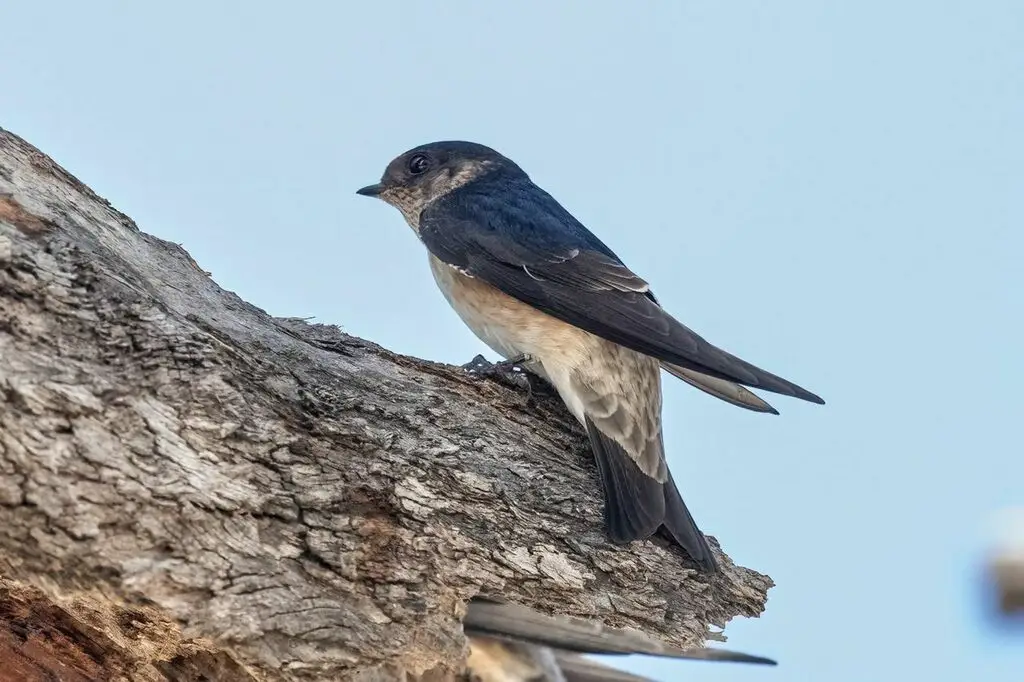 树燕(Petrochelidon nigricans)