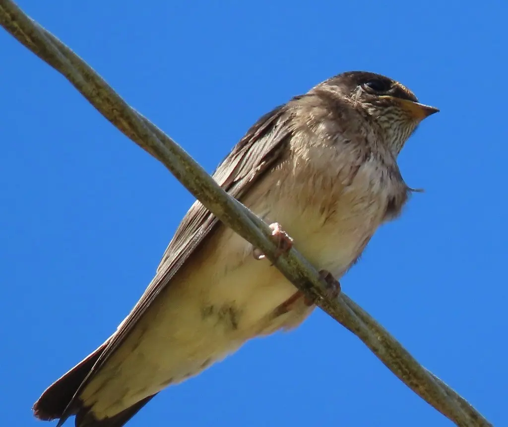 树燕(Petrochelidon nigricans)