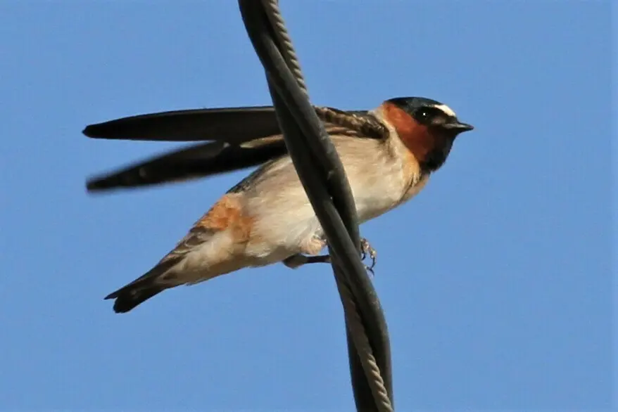 美洲燕（Petrochelidon pyrrhonota）