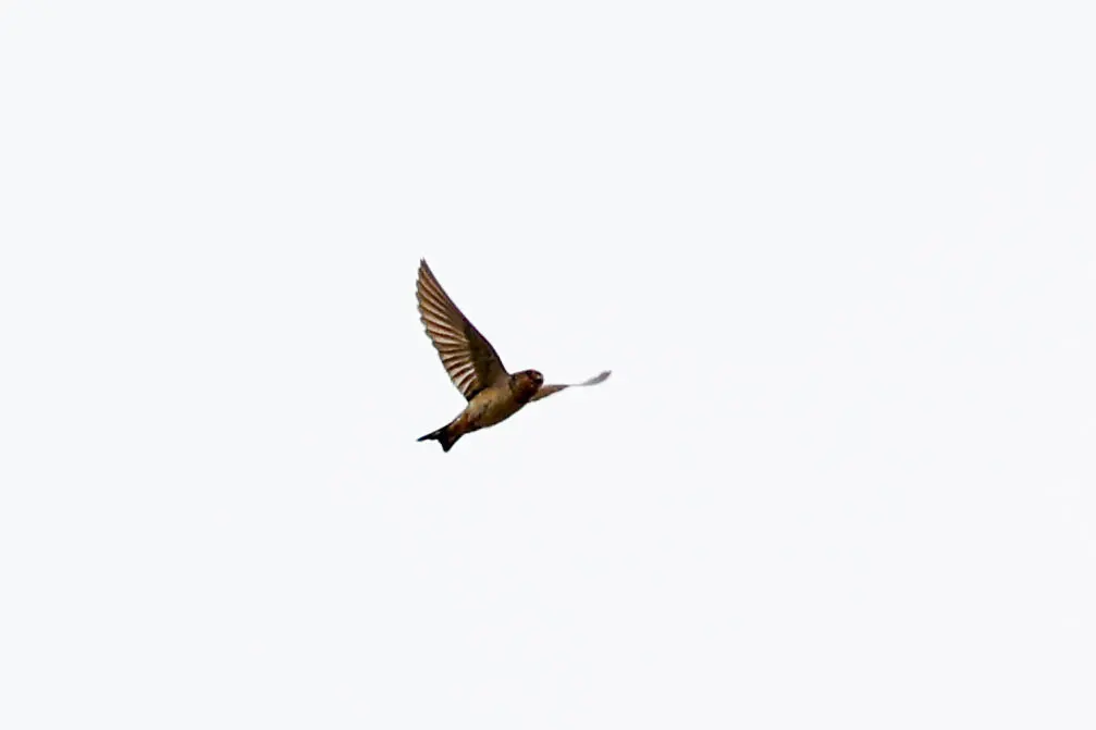 红喉燕（Petrochelidon rufigula）