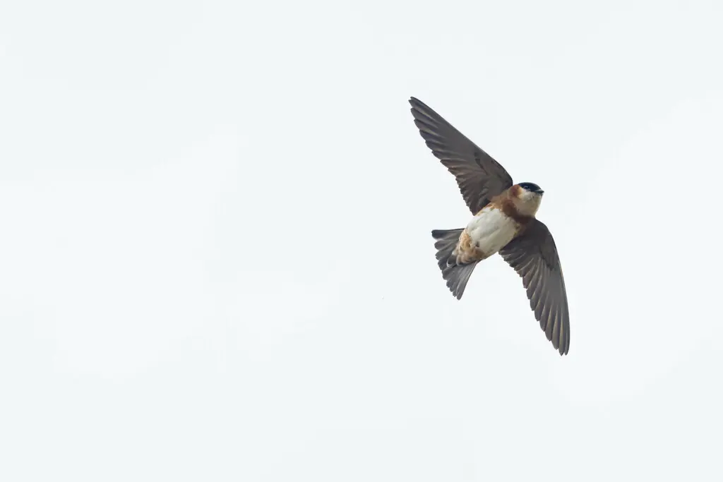 栗领崖燕(Petrochelidon rufocollaris)