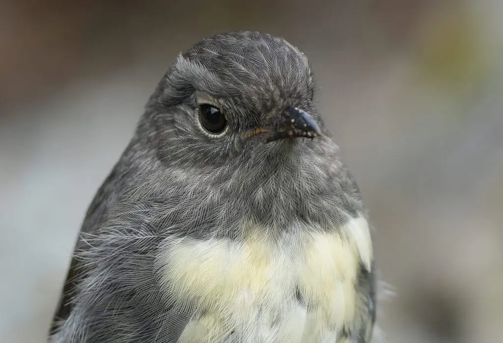 新西兰鸲鹟（Petroica australis）