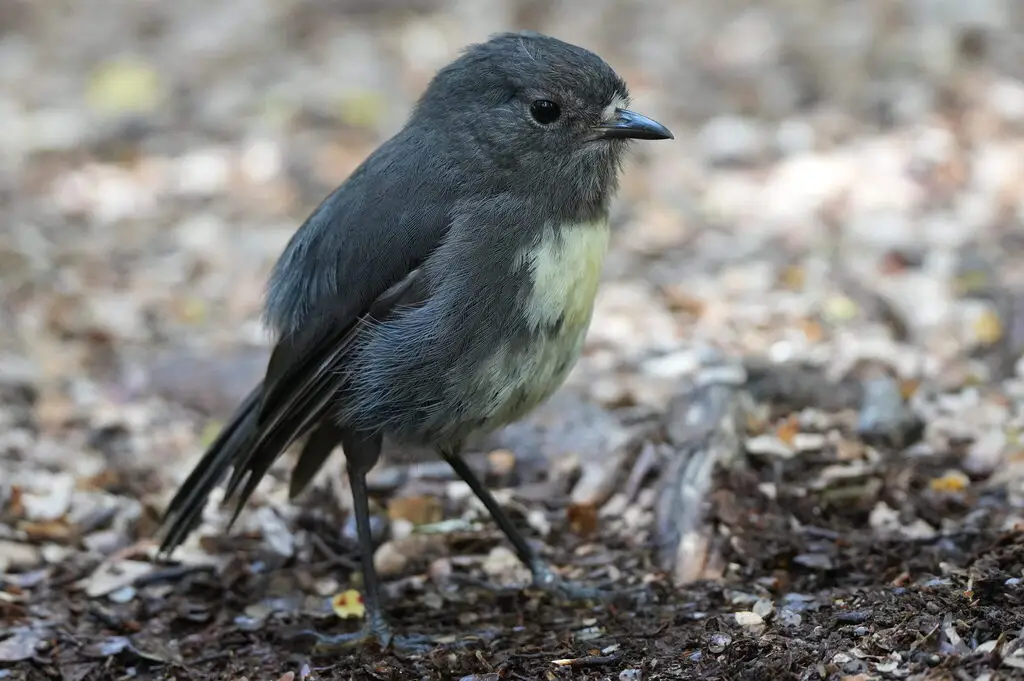 新西兰鸲鹟（Petroica australis）