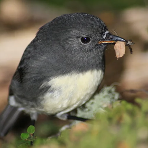新西兰鸲鹟（Petroica australis）