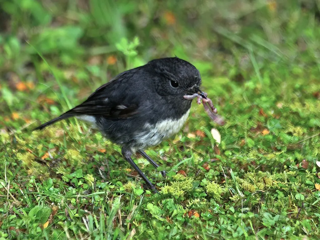 新西兰鸲鹟（Petroica australis）