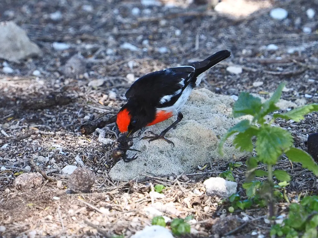 红头鸲鹟(Petroica goodenovii)