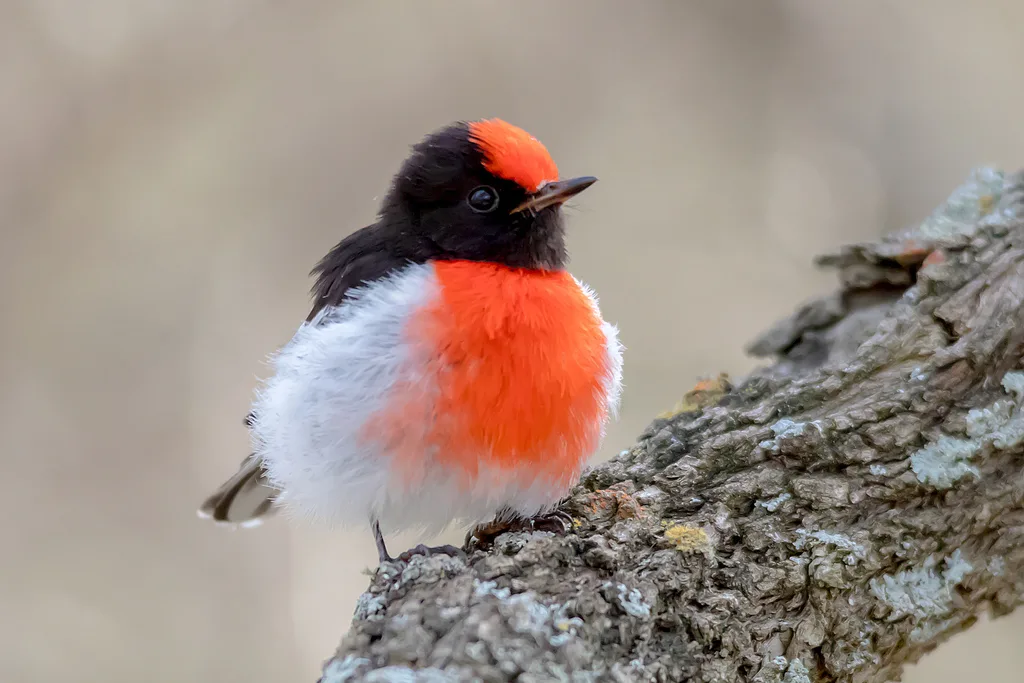 红头鸲鹟(Petroica goodenovii)