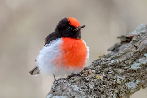 红头鸲鹟