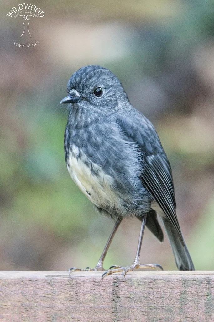 北岛鸲鹟(Petroica longipes)