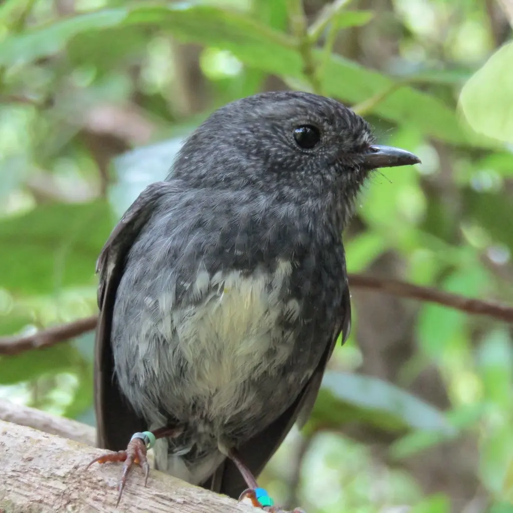 北岛鸲鹟(Petroica longipes)