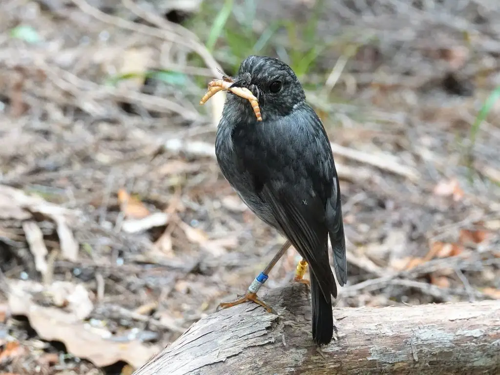 北岛鸲鹟(Petroica longipes)
