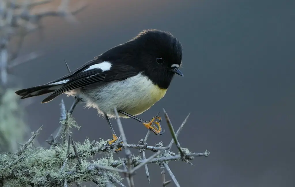 雀鸲鹟(Petroica macrocephala)