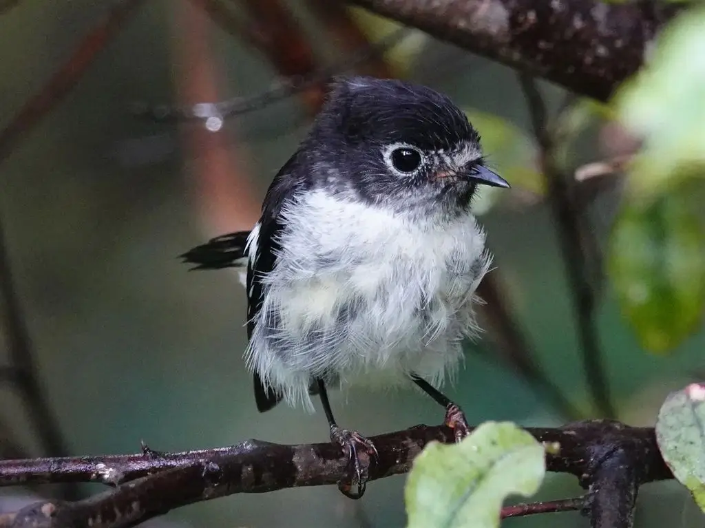 雀鸲鹟(Petroica macrocephala)