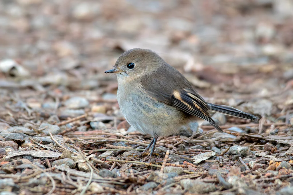 粉红鸲鹟（Petroica rodinogaster）