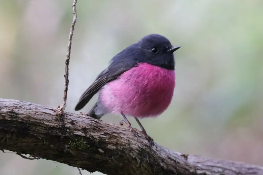粉红鸲鹟（Petroica rodinogaster）