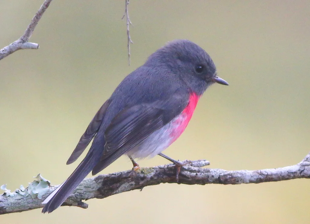 瑰色鸲鹟(Petroica rosea)