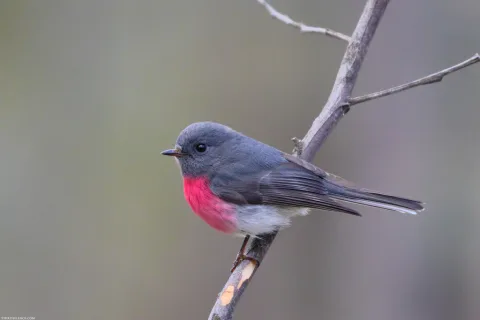 瑰色鸲鹟