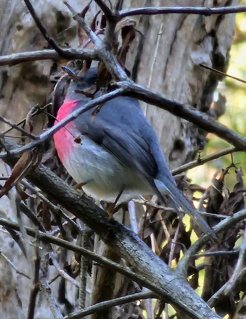 瑰色鸲鹟(Petroica rosea)