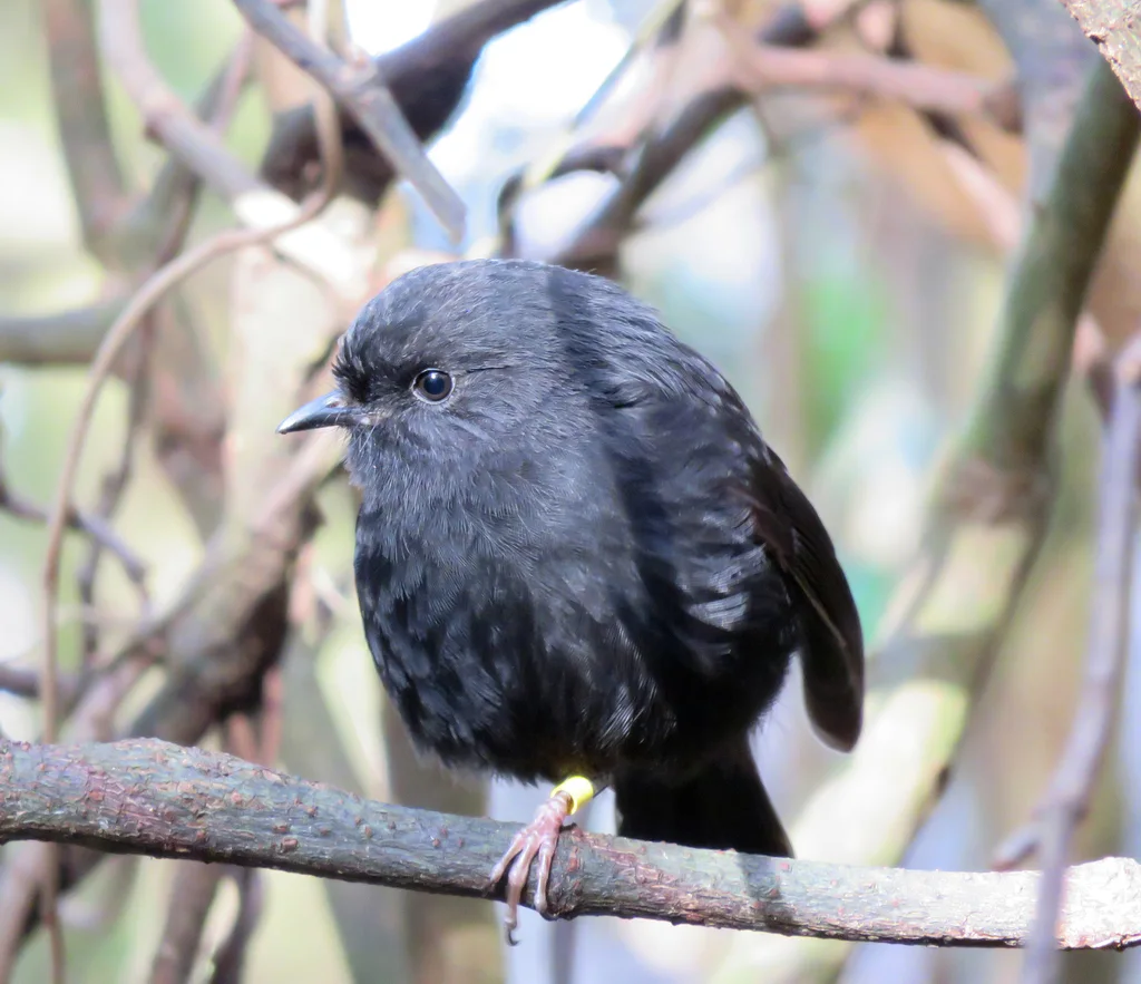 查岛鸲鹟(Petroica traversi)