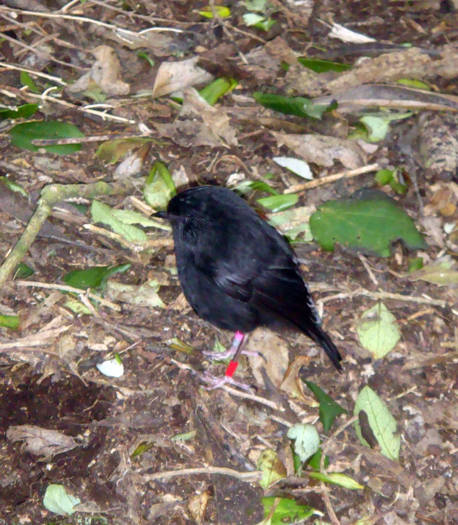 查岛鸲鹟(Petroica traversi)