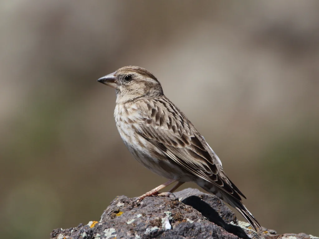石雀(Petronia petronia)