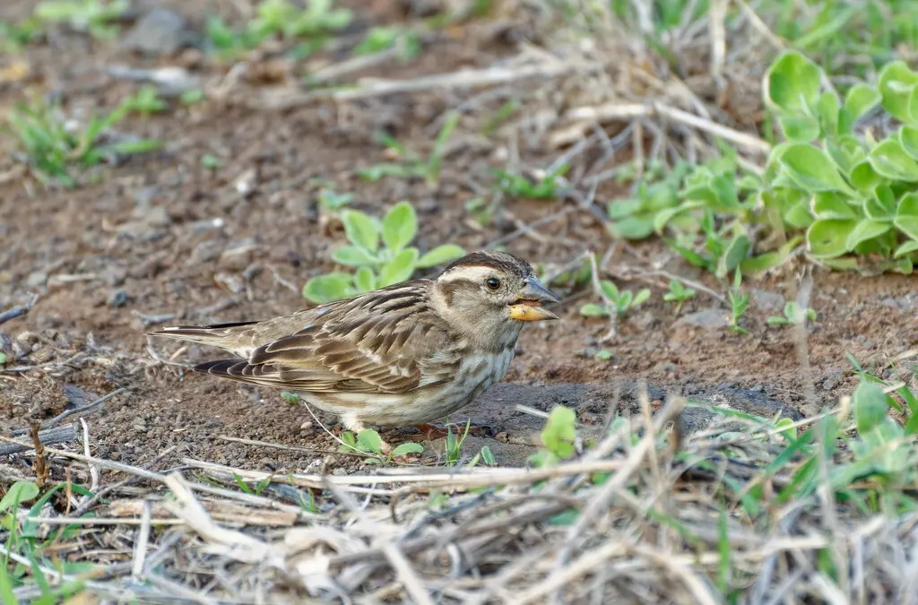石雀(Petronia petronia)