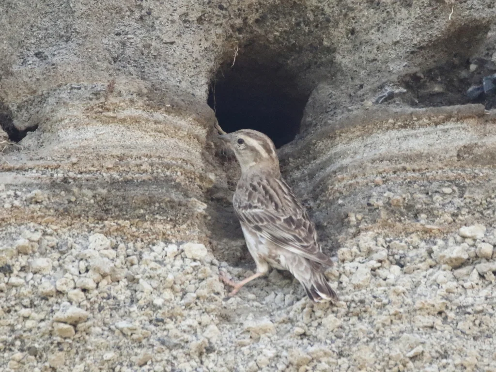 石雀(Petronia petronia)