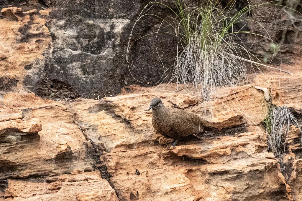 白翅岩鸠（Petrophassa albipennis）