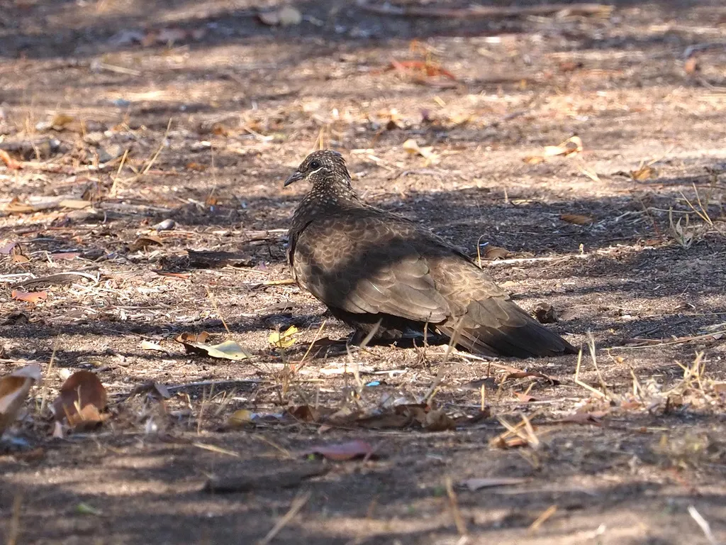 栗翅岩鸠（Petrophassa rufipennis）
