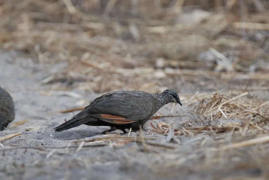 栗翅岩鸠（Petrophassa rufipennis）