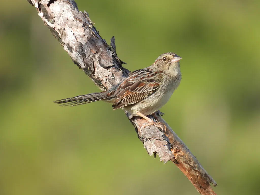 巴氏猛雀鹀(Peucaea aestivalis)